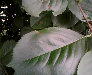 Image taken with the Raspberry Pi showing a close up of a leaf